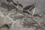 Spectacular Palm Infructescence & Fish Fossil Mural - Wyoming #380244-2